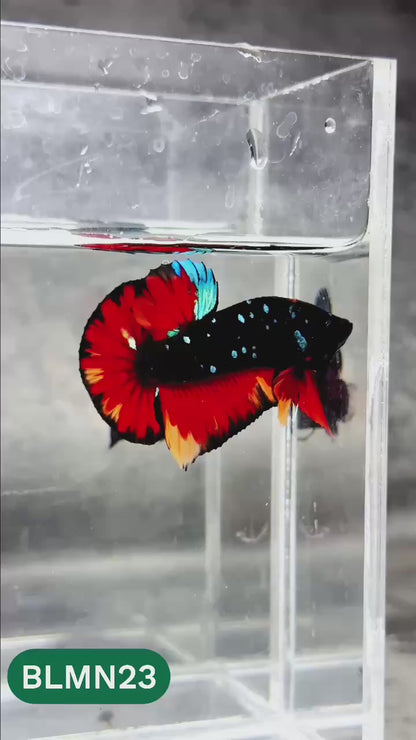 Dark Flame Hellfire Plakat Male Betta Fish | You Pick Fish | Rare Betta
