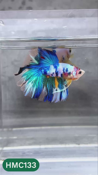 Multicolor Halfmoon Male Betta Fish | High Grade | Order Directly From Farm |  You Pick Fish |