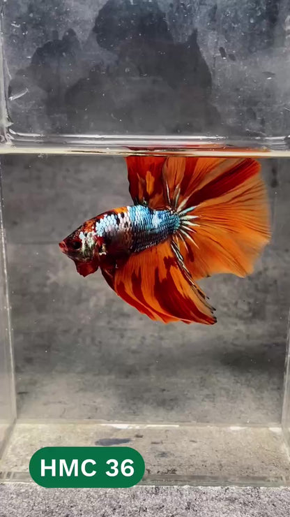 Multicolor Halfmoon Male Betta Fish | High Grade | Order Directly From Farm |  You Pick Fish |