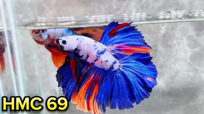 Multicolor Halfmoon Male Betta Fish | High Grade | Order Directly From Farm|  You Pick Fish |