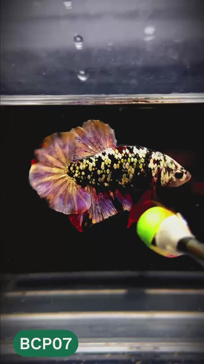 Black Panther Plakat Male Betta Fish | You Pick Fish | Rare Betta
