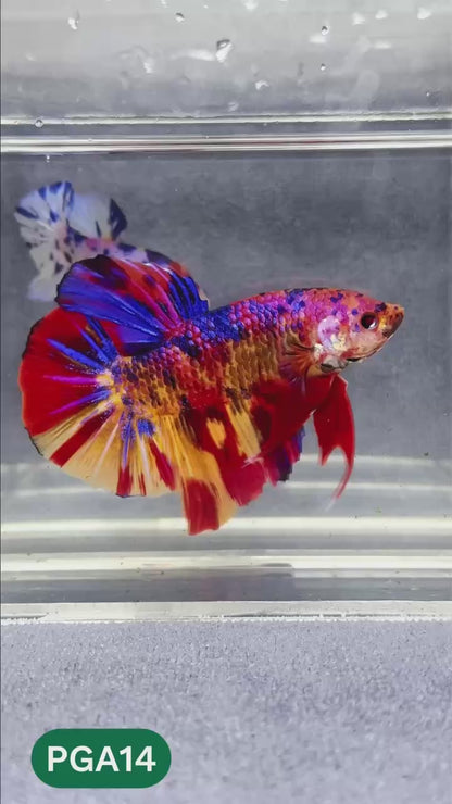 King Giant Plakat Male Betta Fish | You Pick Fish | High Grade