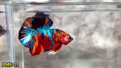 Metallic Plakat Betta Fish | You Pick Betta | Show Grade