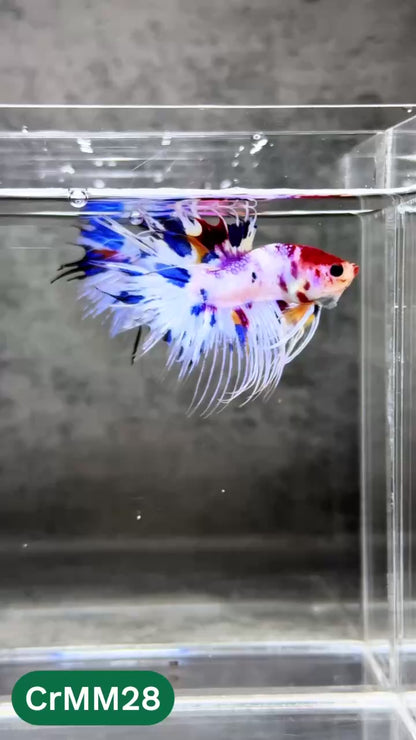 Crowntail Multicolor Male Betta Fish | High Grade | You Pick Fish |
