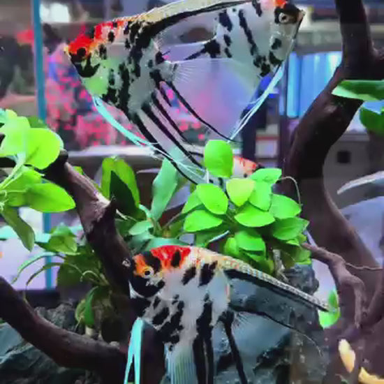Tricolor Angelfish
