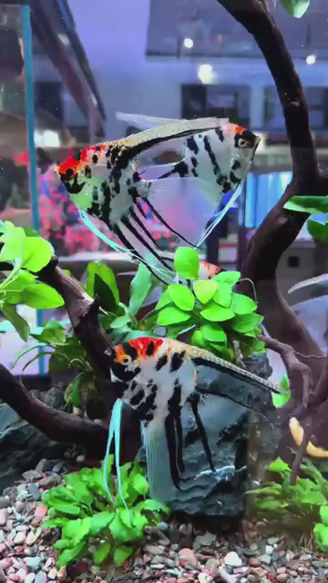 Tricolor Angelfish