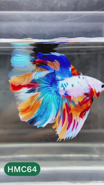 Nemo Halfmoon Male Betta Fish | Order Directly From Farm | You Pick Fish