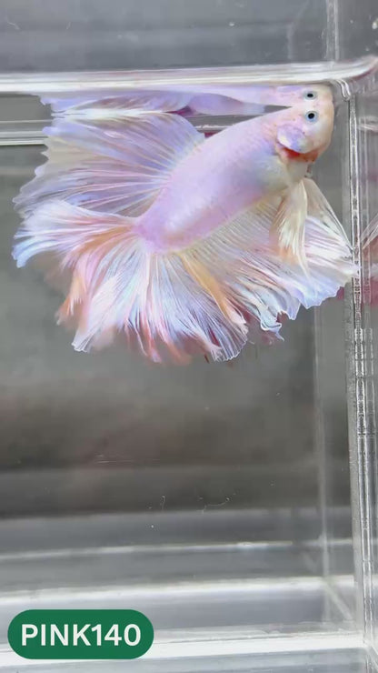Pink Halfmoon Male Betta Fish | You Pick Fish | Order Directly From Farm