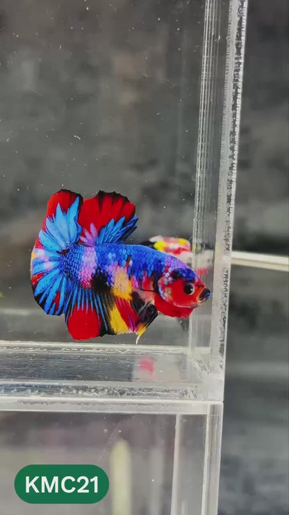 Multicolor Yellow Base Plakat Male Betta Fish | Order Directly From Farm |  You Pick Fish