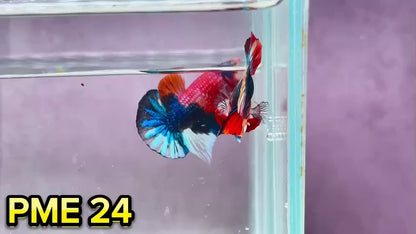 Metallic Plakat Betta Fish | You Pick Betta | Show Grade