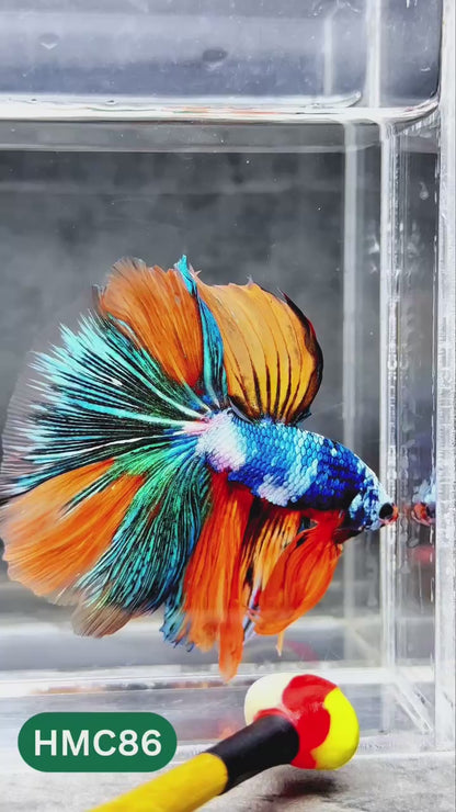 Nemo Halfmoon Male Betta Fish | Order Directly From Farm | You Pick Fish