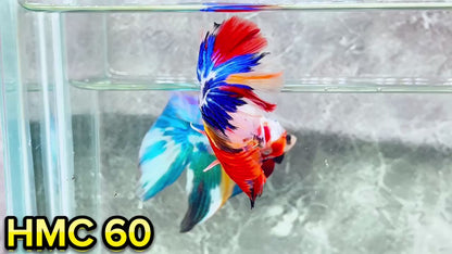 Multicolor Halfmoon Male Betta Fish | High Grade | Order Directly From Farm|  You Pick Fish |