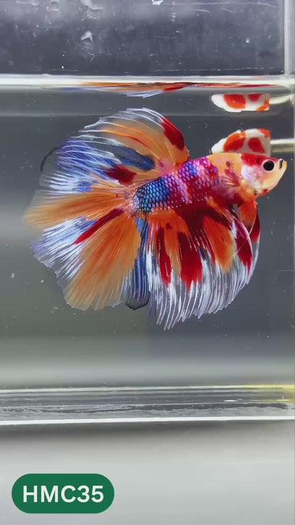 Multicolor Halfmoon Male Betta Fish | High Grade | Order Directly From Farm |  You Pick Fish |