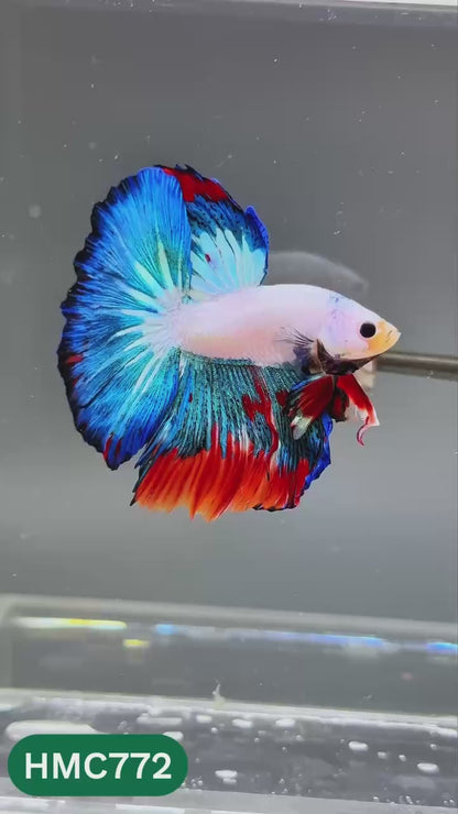 Nemo Halfmoon Male Betta Fish | Order Directly From Farm | You Pick Fish