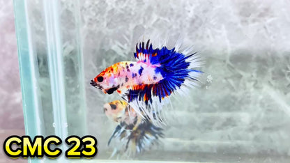 Crowntail Multicolor Male Betta Fish | High Grade | You Pick Fish |