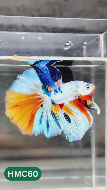 Nemo Halfmoon Male Betta Fish | Order Directly From Farm | You Pick Fish