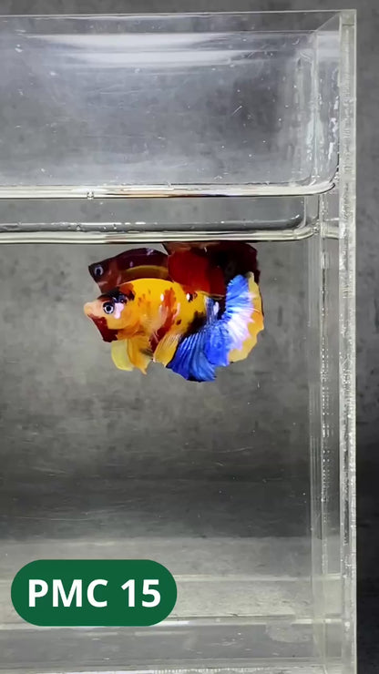 Multicolor Plakat Male Betta Fish |Show Grade|  You Pick Fish