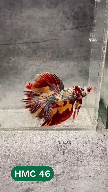 Multicolor Halfmoon Male Betta Fish | High Grade | Order Directly From Farm |  You Pick Fish |