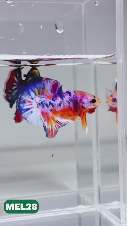 Metallic Plakat Betta Fish | You Pick Betta | Exotic Fish