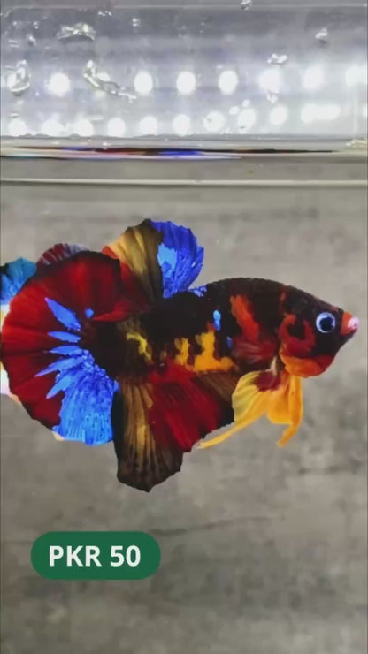 Multicolor Yellow Base Plakat Male Betta Fish | Order Directly From Farm |  You Pick Fish