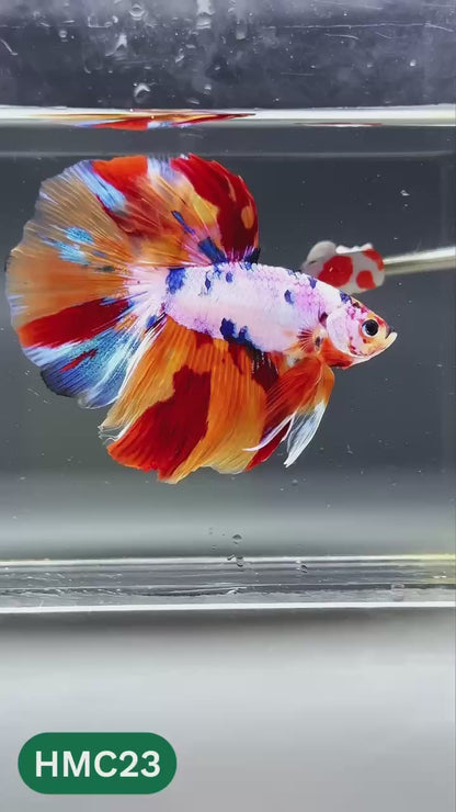 Multicolor Halfmoon Male Betta Fish | High Grade | Order Directly From Farm |  You Pick Fish |