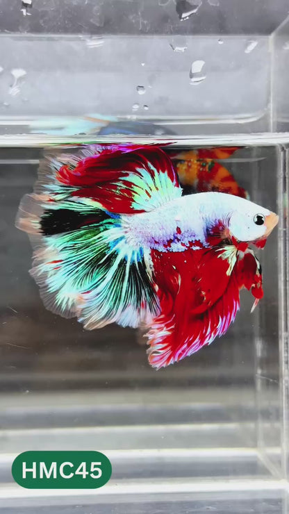 Nemo Halfmoon Male Betta Fish | Order Directly From Farm | You Pick Fish