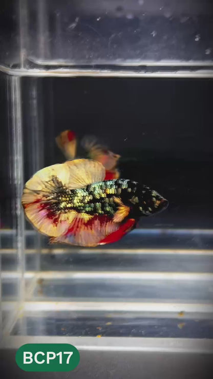 Black Panther Plakat Male Betta Fish | You Pick Fish | Rare Betta