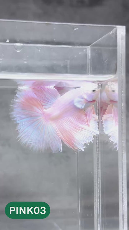 Pink Halfmoon Male Betta Fish | You Pick Fish | Order Directly From Farm