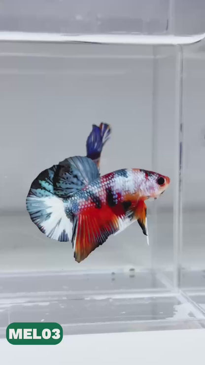 Metallic Plakat Betta Fish | You Pick Betta | Exotic Fish