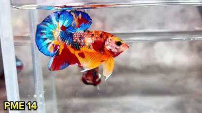 Metallic Plakat Betta Fish | You Pick Betta | Show Grade