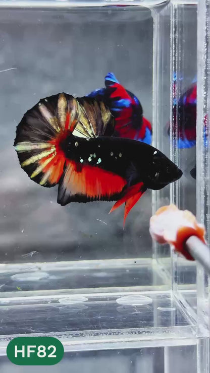 Dark Flame Hellfire Plakat Male Betta Fish | You Pick Fish | Exotic Betta