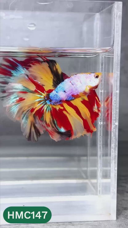 Multicolor Halfmoon Male Betta Fish | High Grade | Order Directly From Farm |  You Pick Fish |