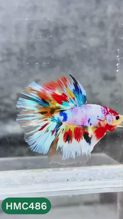 Multicolor Halfmoon Male Betta Fish | High Grade | Order Directly From Farm |  You Pick Fish |
