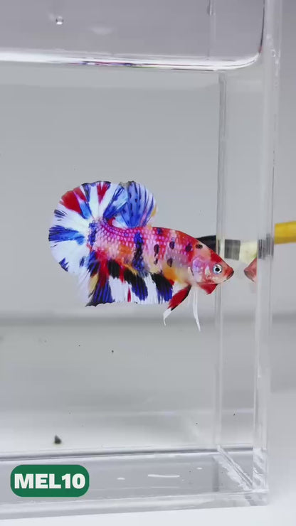 Metallic Plakat Betta Fish | You Pick Betta | Exotic Fish