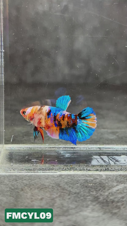 Multicolor Yellow Base Female Betta Fish | You Pick Fish  | High Grade