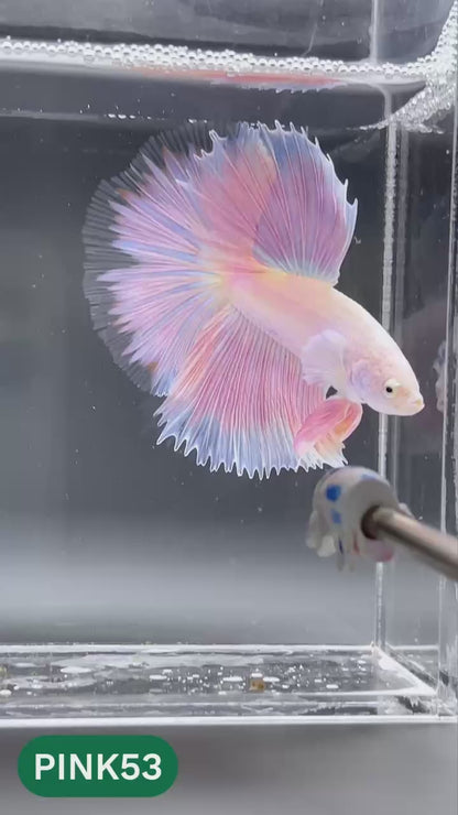 Pink Halfmoon Male Betta Fish | You Pick Fish | Order Directly From Farm