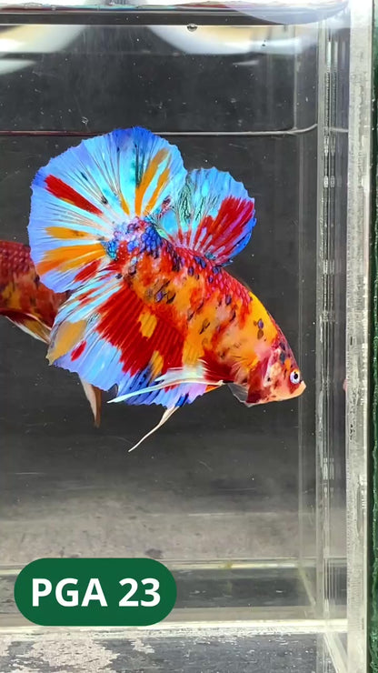King Giant Plakat Male Betta Fish | You Pick Fish | High Grade