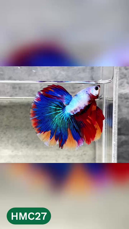 Multicolor Halfmoon Male Betta Fish | High Grade | Order Directly From Farm |  You Pick Fish |