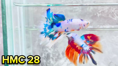 Multicolor Halfmoon Male Betta Fish | High Grade | Order Directly From Farm|  You Pick Fish |