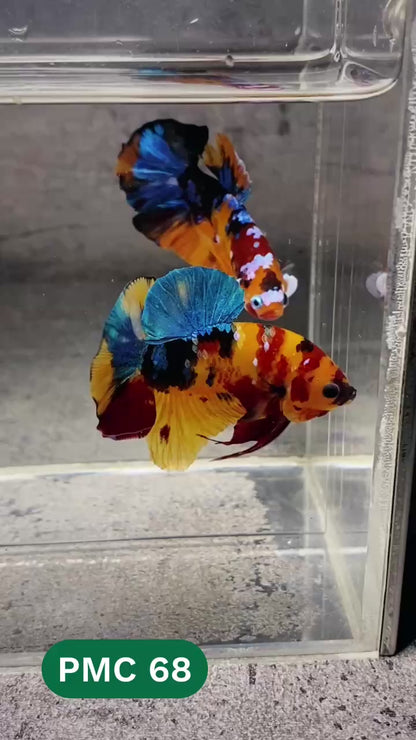 Multicolor Plakat Male Betta Fish |Show Grade|  You Pick Fish