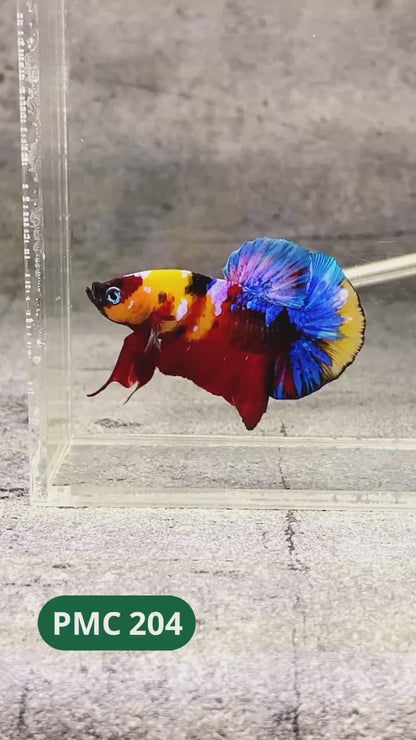 Multicolor Plakat Male Betta Fish |Show Grade|  You Pick Fish