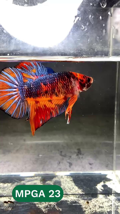 King Giant Plakat Male Betta Fish | You Pick Fish | High Grade
