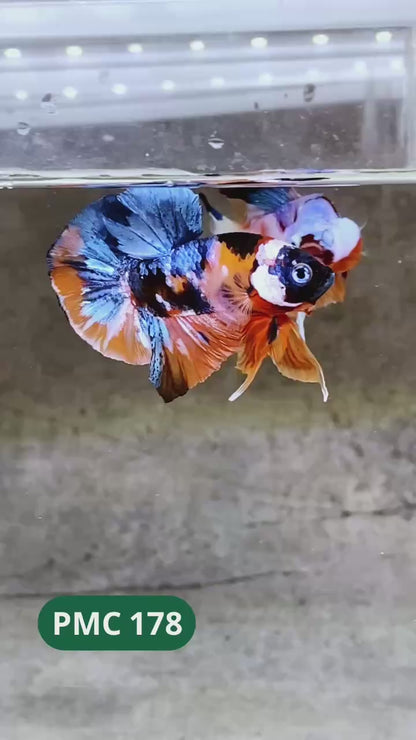 Multicolor Plakat Male Betta Fish |Show Grade|  You Pick Fish