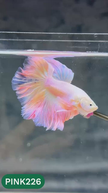 Pink Halfmoon Male Betta Fish | You Pick Fish | Order Directly From Farm