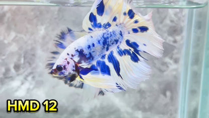 Blue Marble Dot Halfmoon Male Betta Fish | Order Directly From Farm | You Pick Fish