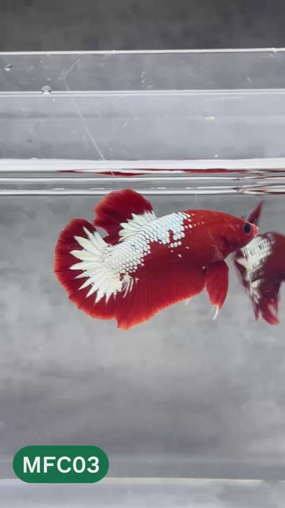 Hellboy Plakat Male Betta Fish | Order Directly From Farm | You Pick Fish