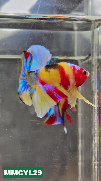 Multicolor Yellow Base Plakat Male Betta Fish | Order Directly From Farm|  You Pick Fish