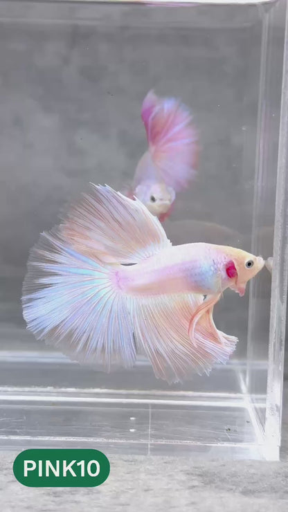 Pink Halfmoon Male Betta Fish | You Pick Fish | Order Directly From Farm