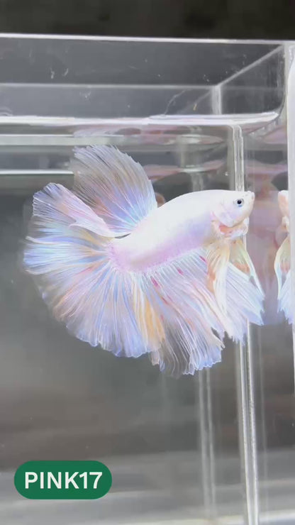 Pink Halfmoon Male Betta Fish | You Pick Fish | Order Directly From Farm