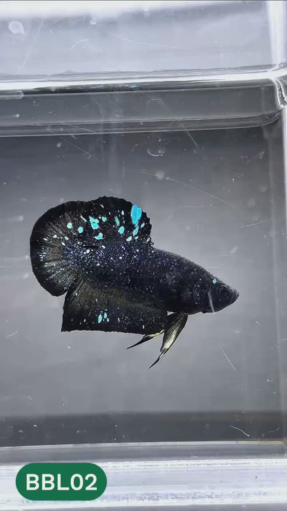 Black Star Nebula Plakat Male Betta | You Pick Betta | High Grade